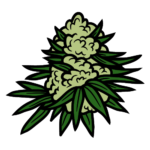 Marihuana, CBD, THC. Jak, co i gdzie - marihuana w Polsce!