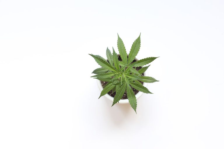 Photo Cannabis plant