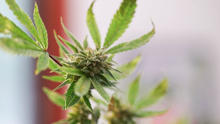 Photo Cannabis plant