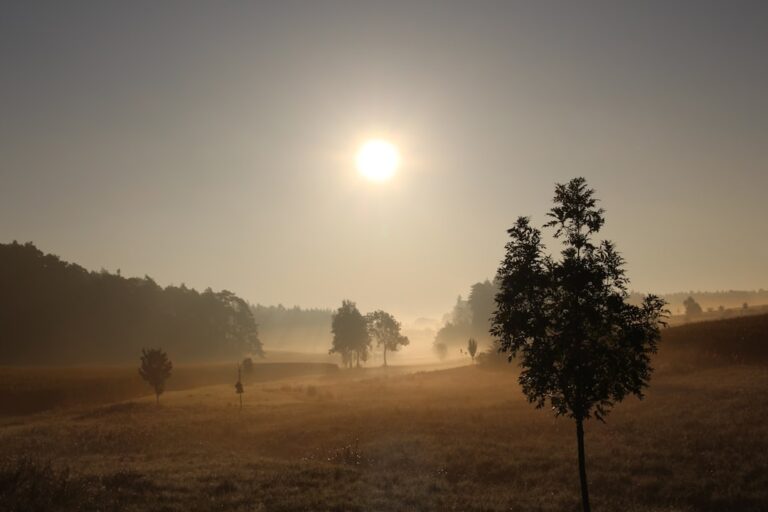 Photo Hemp field