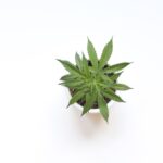 Photo Cannabis leaf